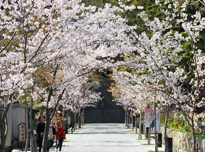須磨寺の桜