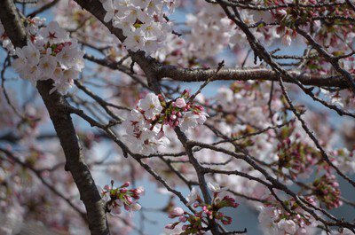 柏尾川プロムナードの桜