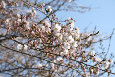 舘山公園の桜