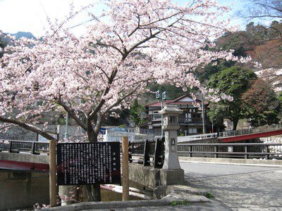 湯の山温泉の桜
