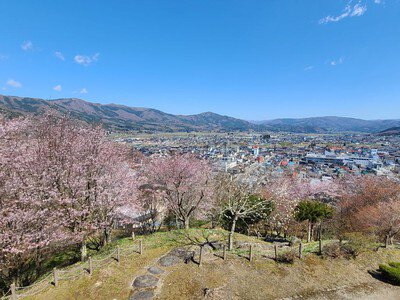 鍋倉公園の桜