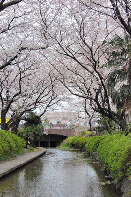 二ヶ領用水宿河原堀の桜