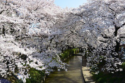 二ヶ領用水宿河原堀の桜