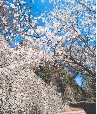 岡城跡の桜