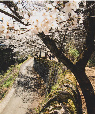岡城跡の桜