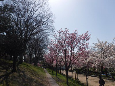 天保山公園の桜