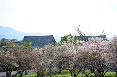 元離宮二条城の桜