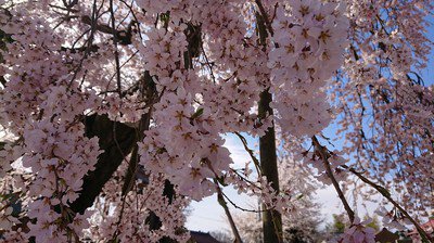 円東寺の桜