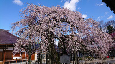 円東寺の桜
