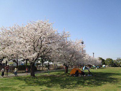 羽生水郷公園の桜