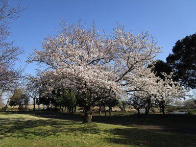 羽生水郷公園の桜
