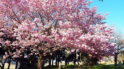 鳥屋野潟(鳥屋野潟公園女池・鐘木地区)の桜