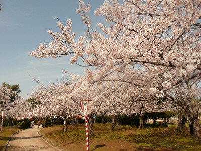 湊山公園の桜