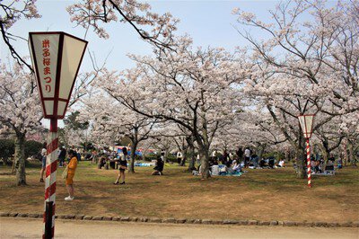 湊山公園の桜