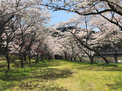 家地川公園の桜