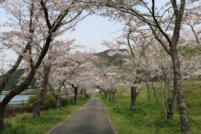 家地川公園の桜