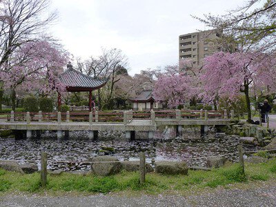 岐阜公園長良川堤の桜