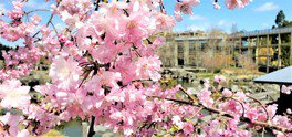 里山の風景に映えるさまざまな品種の桜