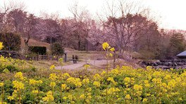 里山の風景に映えるさまざまな品種の桜