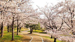 日本の里の風景をテーマにしているけいはんな記念公園では、季節の行事も盛りだくさん