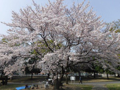加須はなさき公園の桜
