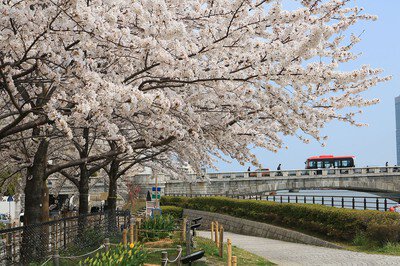 信濃川やすらぎ堤緑地の桜