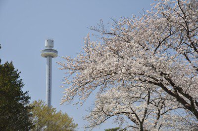 西武園ゆうえんちの桜
