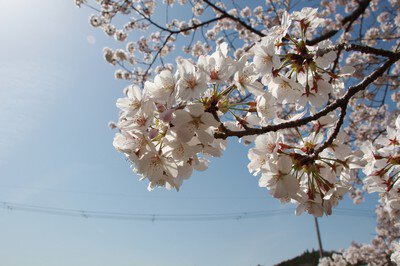 い～な!! さくら通りの桜