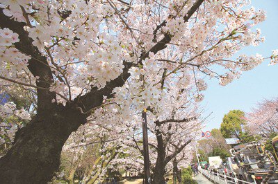元茨木川緑地の桜