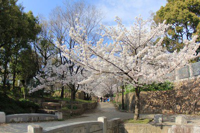 元茨木川緑地の桜
