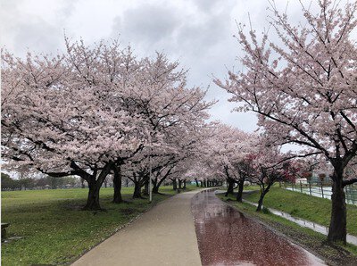 埼玉県県民健康福祉村の桜