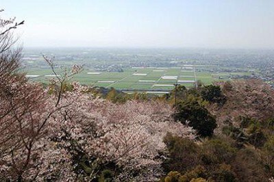 清水公園(清水山周辺)の桜