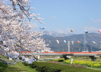相川水辺公園の桜