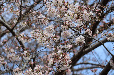 水海道あすなろの里の桜