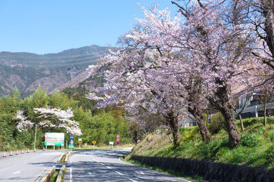 伊吹山ドライブウェイの桜