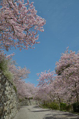 八百萬神之御殿の桜