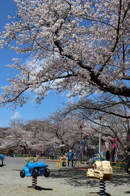 船越南郷公園の桜