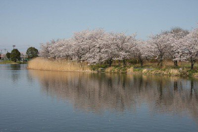 吉野公園の桜