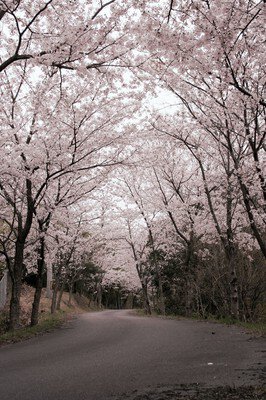 真道山の桜