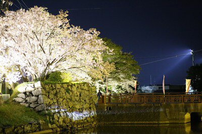 田丸城跡の桜