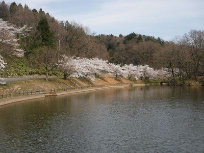秋葉公園の桜