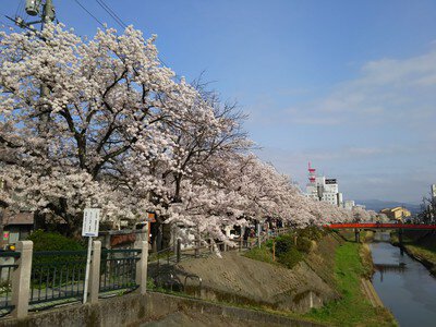 袋川堤防の桜