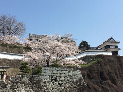 臼杵城址の桜