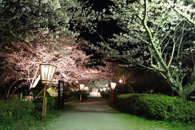 臼杵城址の桜