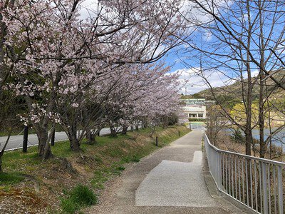 平荘湖の桜