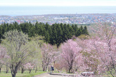 天都山桜公園の桜