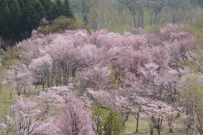 天都山桜公園の桜