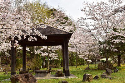 滋賀県立近江富士花緑公園の桜