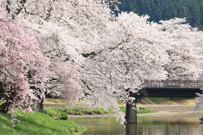 北須川・今出川の桜並木