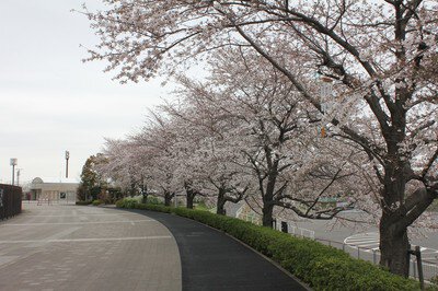 埼玉スタジアム2002公園の桜